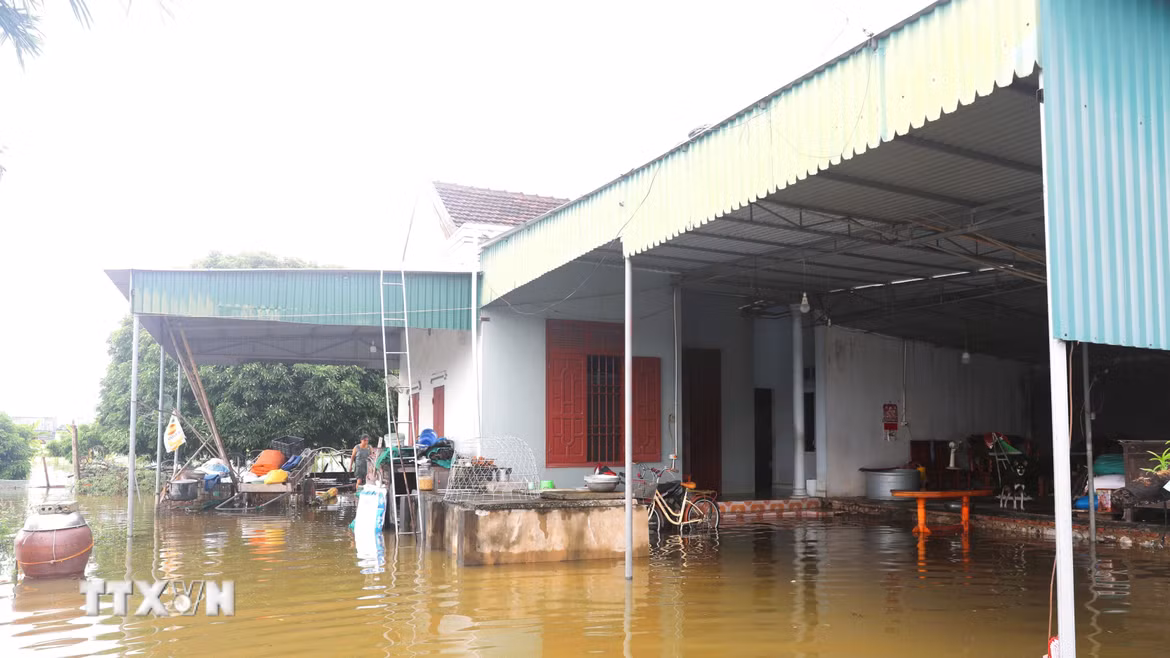 Sau mưa lớn, nước từ thượng nguồn đổ về sông Lạch Vạn nhiều kết hợp cùng với triều cường, nhiều nhà dân ở xã Đức Châu (Nghệ An) bị ngập sâu trong nước. (Ảnh: Xuân Tiến/TTXVN)