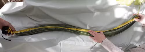 Chùm ảnh thú vị về những loại rau và củ khổng lồ ảnh 3