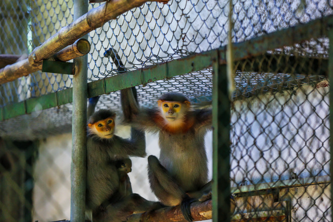 Đắm mình trong không gian thiên đường xanh ở Vườn quốc gia Cúc Phương ảnh 2