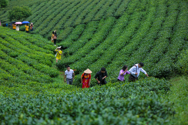 Đẩy mạnh xây dựng, phát triển thương hiệu chè Thịnh An ảnh 3