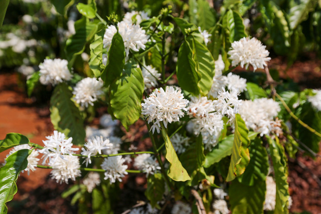 [Photo] Ngợp giữa bạt ngàn hoa càphê trắng trời Tây Nguyên ảnh 8