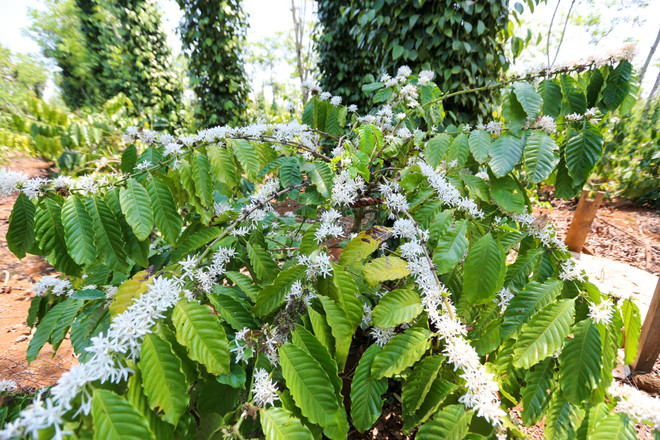 [Photo] Ngợp giữa bạt ngàn hoa càphê trắng trời Tây Nguyên ảnh 4