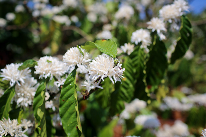 [Photo] Ngợp giữa bạt ngàn hoa càphê trắng trời Tây Nguyên ảnh 12