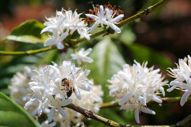 [Photo] Ngợp giữa bạt ngàn hoa càphê trắng trời Tây Nguyên ảnh 1