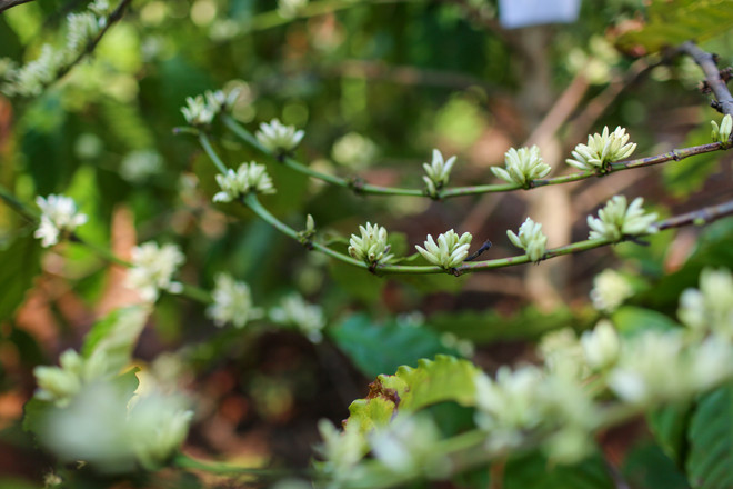 [Photo] Ngợp giữa bạt ngàn hoa càphê trắng trời Tây Nguyên ảnh 7