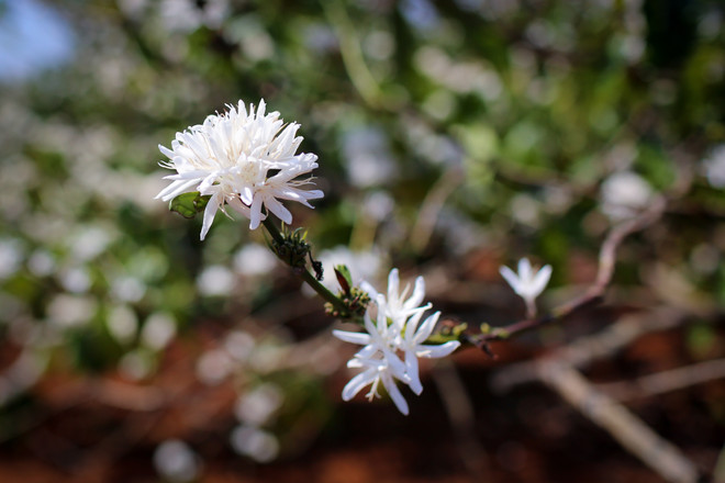 [Photo] Ngợp giữa bạt ngàn hoa càphê trắng trời Tây Nguyên ảnh 13