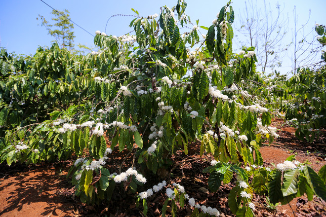 [Photo] Ngợp giữa bạt ngàn hoa càphê trắng trời Tây Nguyên ảnh 9