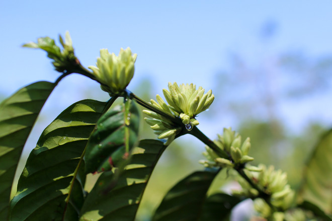[Photo] Ngợp giữa bạt ngàn hoa càphê trắng trời Tây Nguyên ảnh 6