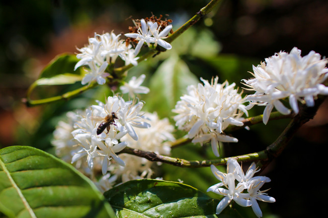 [Photo] Ngợp giữa bạt ngàn hoa càphê trắng trời Tây Nguyên ảnh 10