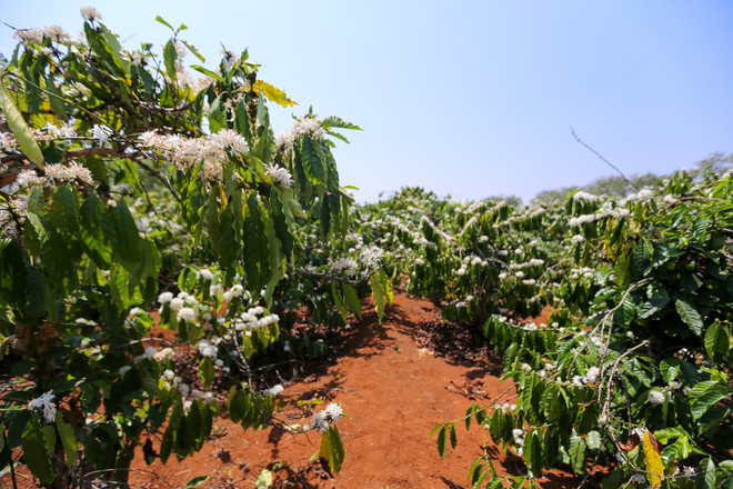 [Photo] Ngợp giữa bạt ngàn hoa càphê trắng trời Tây Nguyên ảnh 2