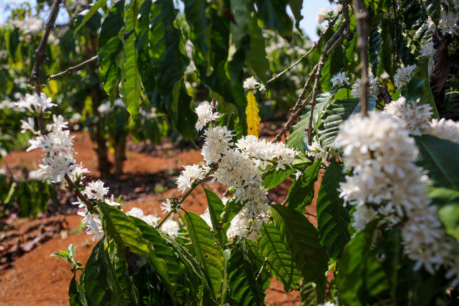 [Photo] Ngợp giữa bạt ngàn hoa càphê trắng trời Tây Nguyên ảnh 11
