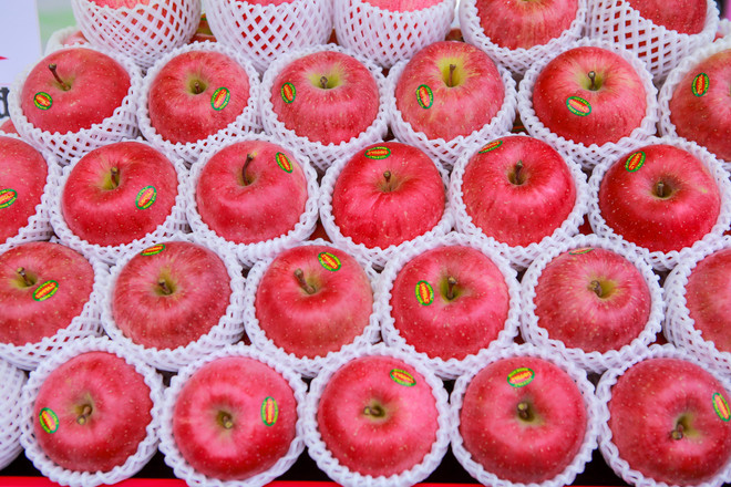 Cận cảnh loại táo Aomori nổi tiếng của Nhật Bản tại Hà Nội ảnh 5