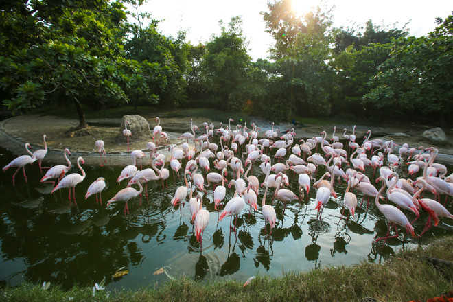 Đài Loan: Khám phá thế giới động vật kỳ thú ở Wanpi World Safari Zoo ảnh 6