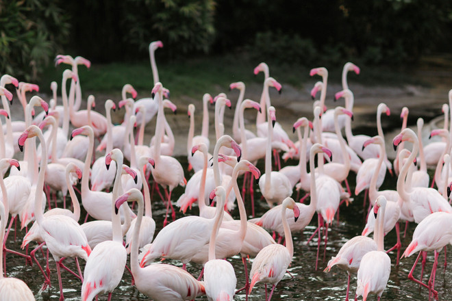 Đài Loan: Khám phá thế giới động vật kỳ thú ở Wanpi World Safari Zoo ảnh 17