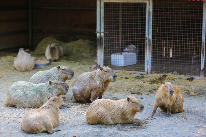 Đài Loan: Khám phá thế giới động vật kỳ thú ở Wanpi World Safari Zoo ảnh 13