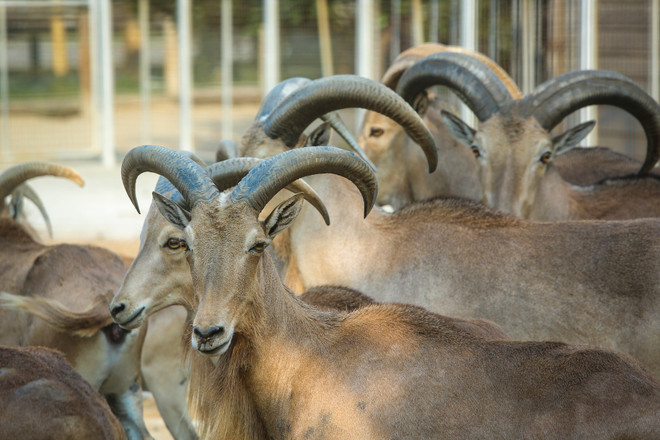 Đài Loan: Khám phá thế giới động vật kỳ thú ở Wanpi World Safari Zoo ảnh 15