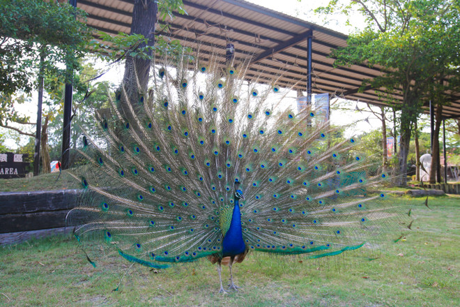 Đài Loan: Khám phá thế giới động vật kỳ thú ở Wanpi World Safari Zoo ảnh 10