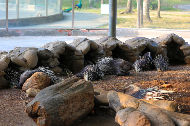 Đài Loan: Khám phá thế giới động vật kỳ thú ở Wanpi World Safari Zoo ảnh 14