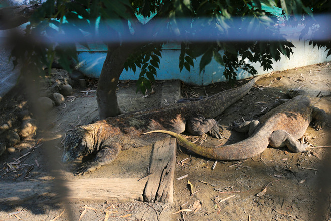 Đài Loan: Khám phá thế giới động vật kỳ thú ở Wanpi World Safari Zoo ảnh 12