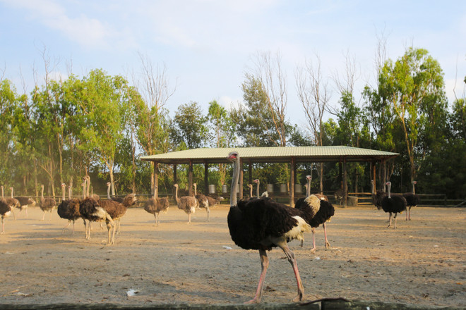 Đài Loan: Khám phá thế giới động vật kỳ thú ở Wanpi World Safari Zoo ảnh 11