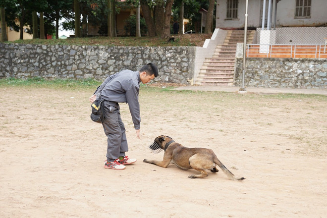Chuyện chưa kể về những chiến binh bốn chân tham gia đánh án ảnh 2