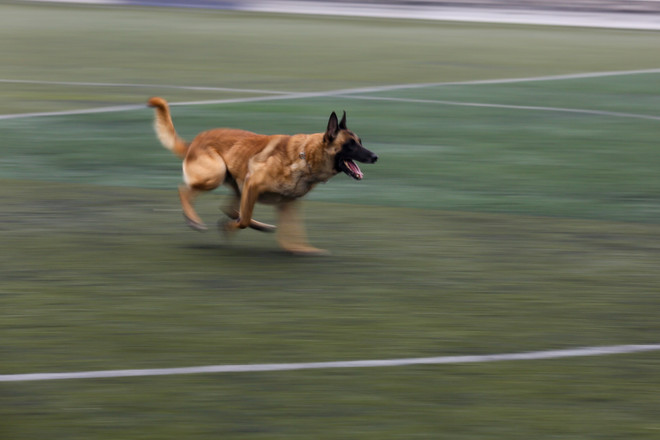 Thót tim với những màn 'thao diễn' của chó Béc Bỉ ngàn đô ảnh 21