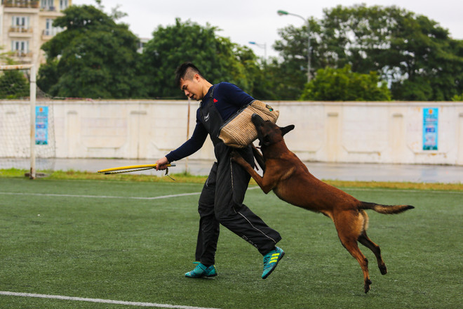 Thót tim với những màn 'thao diễn' của chó Béc Bỉ ngàn đô ảnh 24