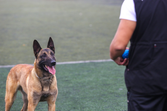 Thót tim với những màn 'thao diễn' của chó Béc Bỉ ngàn đô ảnh 12