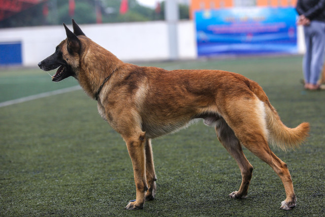 Thót tim với những màn 'thao diễn' của chó Béc Bỉ ngàn đô ảnh 10