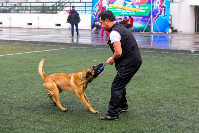 Thót tim với những màn 'thao diễn' của chó Béc Bỉ ngàn đô ảnh 16