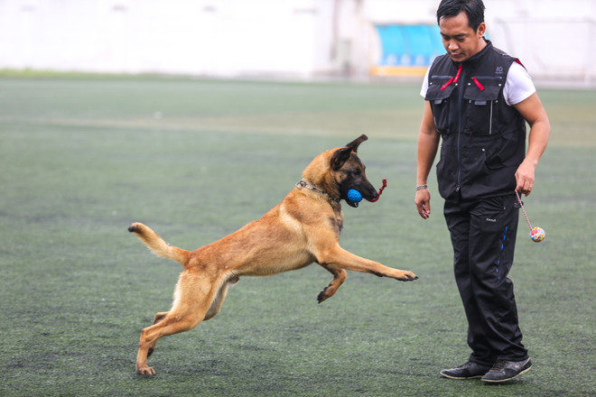 Thót tim với những màn 'thao diễn' của chó Béc Bỉ ngàn đô ảnh 14