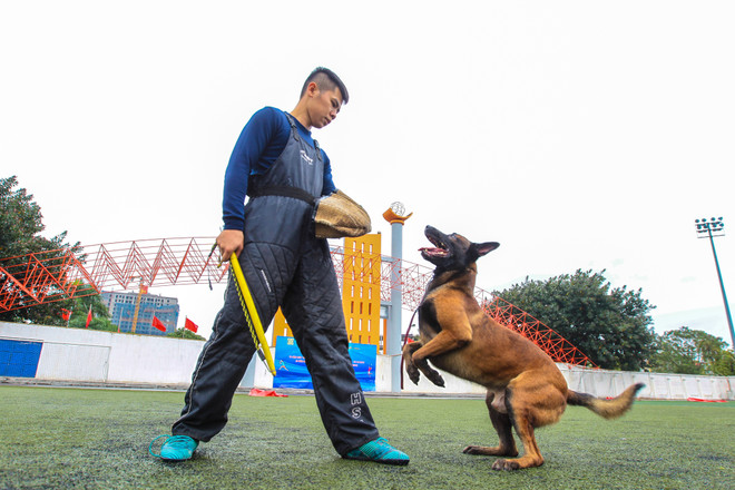 Thót tim với những màn 'thao diễn' của chó Béc Bỉ ngàn đô ảnh 25