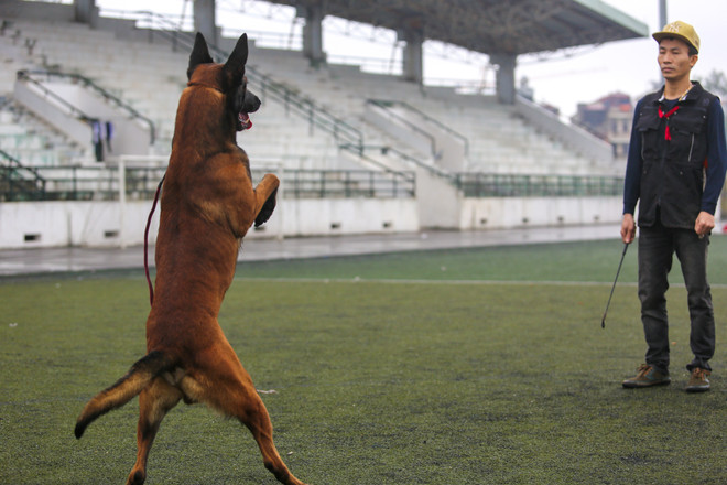 Thót tim với những màn 'thao diễn' của chó Béc Bỉ ngàn đô ảnh 7