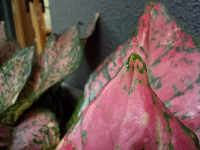 Đánh giá Vsmart Star 5: 'Phát súng' vào thị trường điện thoại bình dân ảnh 19