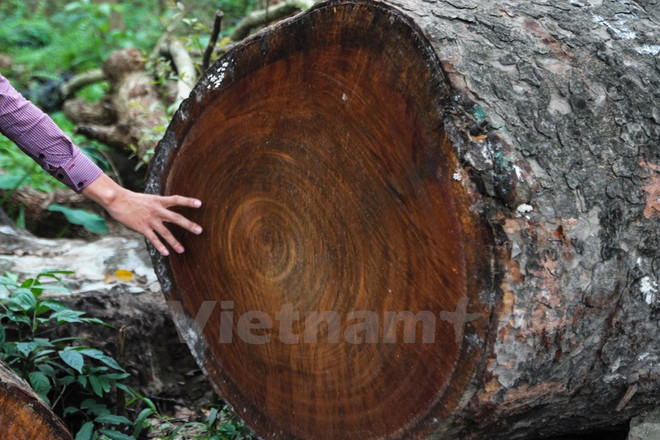 [Video] Cận cảnh kho gỗ khổng lồ của Thủ đô sau khi bị đốn hạ ảnh 1