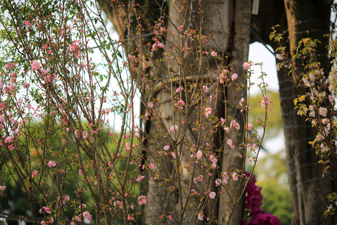 Lễ hội hoa anh đào sẵn sàng mở cửa đón du khách Thủ đô ảnh 3