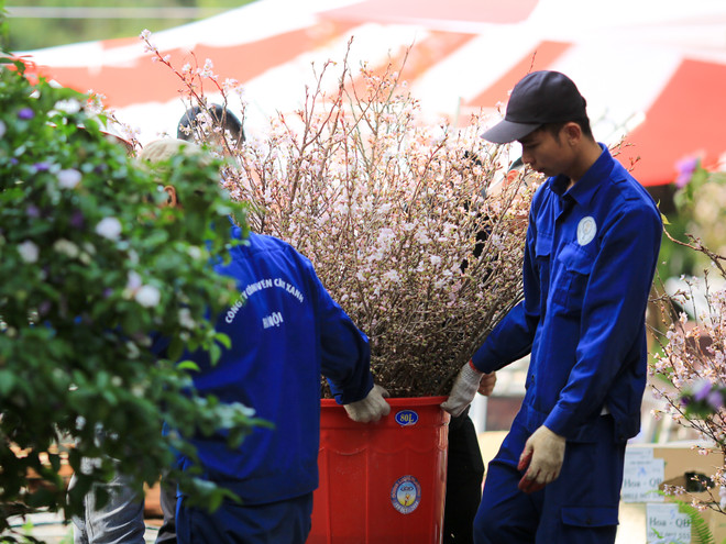 Lễ hội hoa anh đào sẵn sàng mở cửa đón du khách Thủ đô ảnh 8