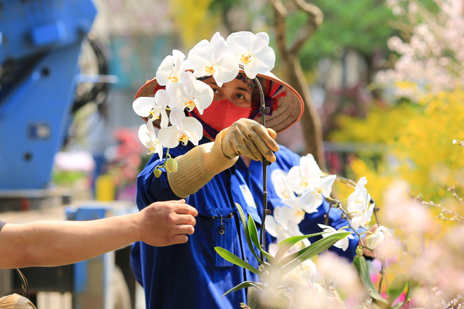 Lễ hội hoa anh đào sẵn sàng mở cửa đón du khách Thủ đô ảnh 13