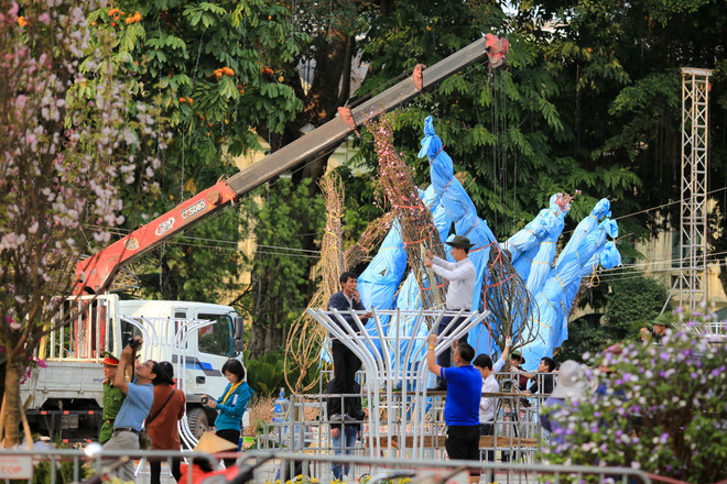 Lễ hội hoa anh đào sẵn sàng mở cửa đón du khách Thủ đô ảnh 10