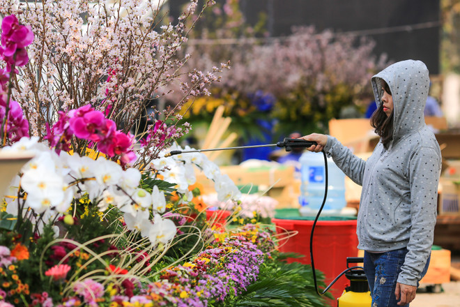 Lễ hội hoa anh đào sẵn sàng mở cửa đón du khách Thủ đô ảnh 14