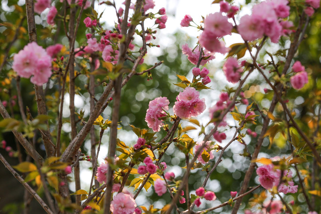 Lễ hội hoa anh đào sẵn sàng mở cửa đón du khách Thủ đô ảnh 1