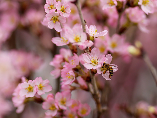 Lễ hội hoa anh đào sẵn sàng mở cửa đón du khách Thủ đô ảnh 11