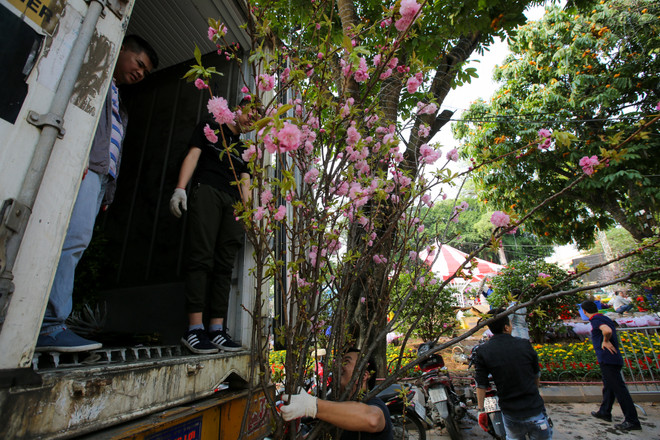 Lễ hội hoa anh đào sẵn sàng mở cửa đón du khách Thủ đô ảnh 9