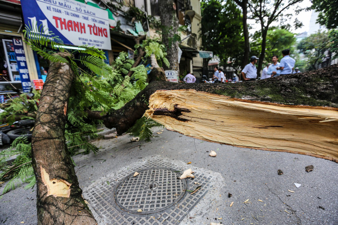 Hà Nội: Cây xanh bất ngờ gãy đổ giữa đường, nhiều người thoát chết ảnh 9