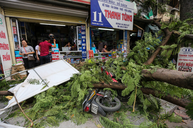 Hà Nội: Cây xanh bất ngờ gãy đổ giữa đường, nhiều người thoát chết ảnh 6
