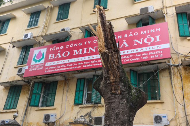 Hà Nội: Cây xanh bất ngờ gãy đổ giữa đường, nhiều người thoát chết ảnh 8