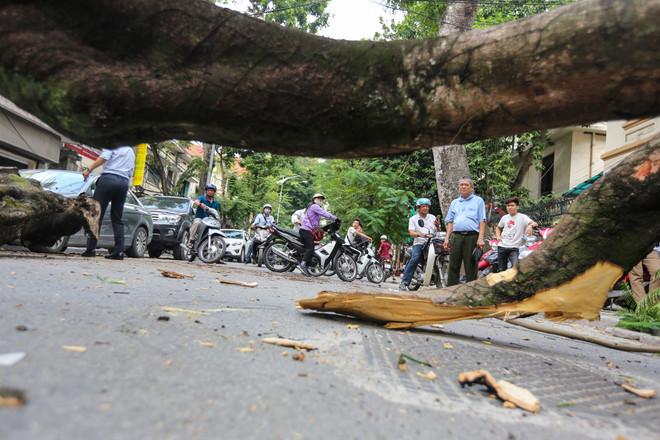 Hà Nội: Cây xanh bất ngờ gãy đổ giữa đường, nhiều người thoát chết ảnh 10