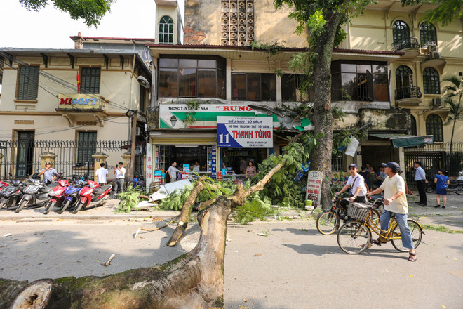 Hà Nội: Cây xanh bất ngờ gãy đổ giữa đường, nhiều người thoát chết ảnh 1
