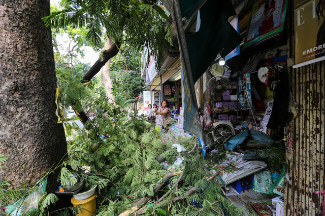 Hà Nội: Cây xanh bất ngờ gãy đổ giữa đường, nhiều người thoát chết ảnh 2