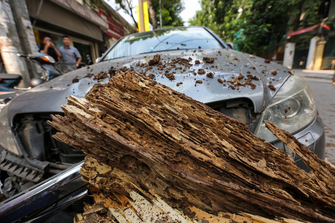 Hà Nội: Cây xanh bất ngờ gãy đổ giữa đường, nhiều người thoát chết ảnh 5